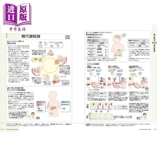 【中商原版】发现病症 vol.3 糖尿病・代谢・内分泌 日本医学专业留学必备书系列 日文原版日韩 病気がみえる vol.3 商品图1