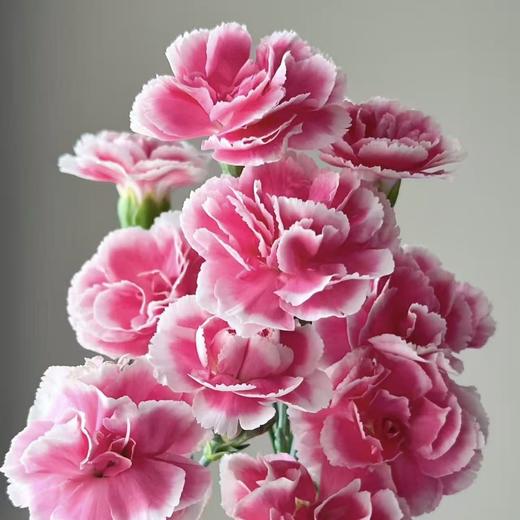 樱桃太子 多丁康乃馨丨18+2防损 商品图1