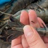 黑虎虾 商品缩略图4
