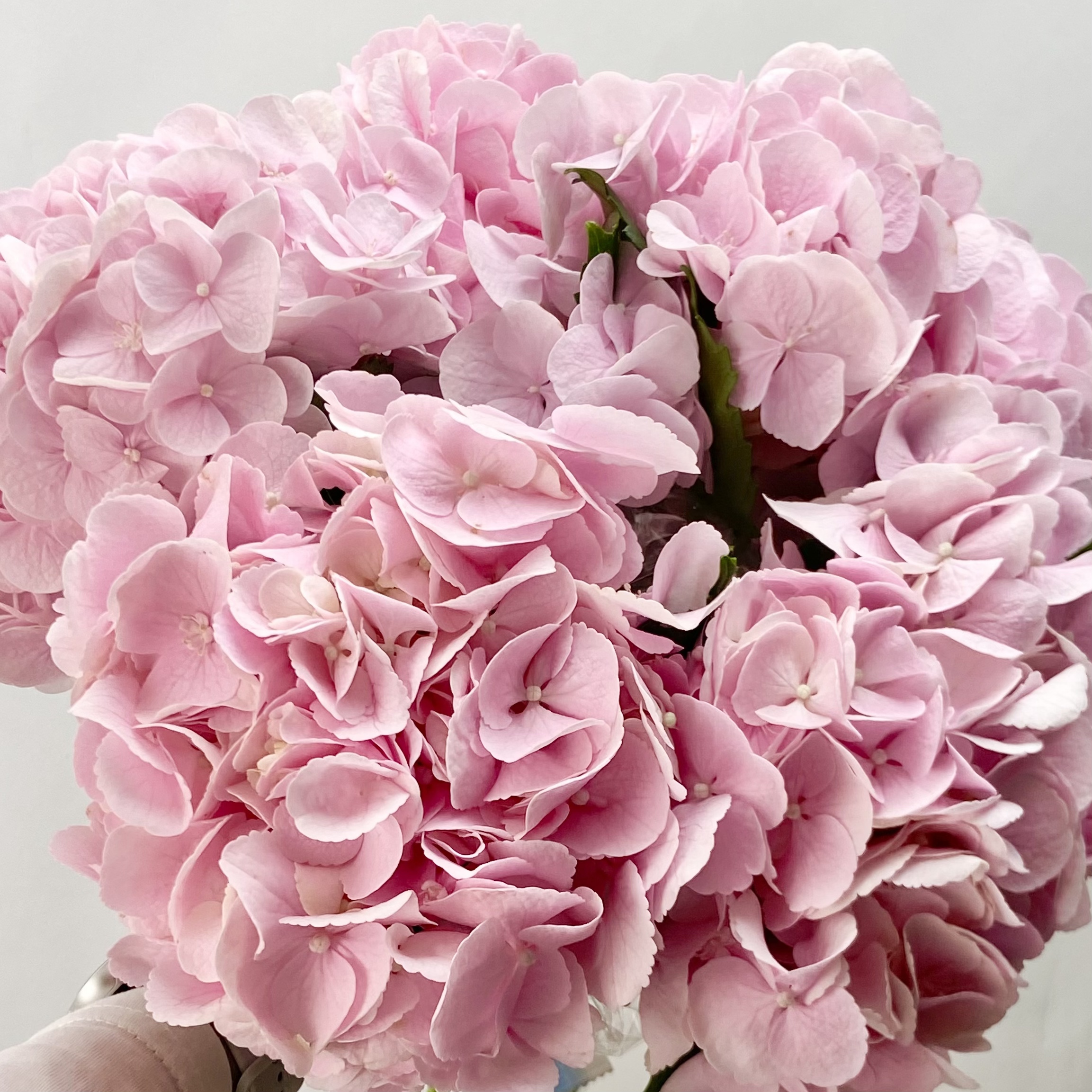 绣球 | 迪瑞特如梦令