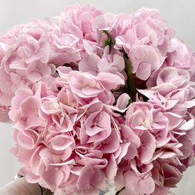 绣球 | 迪瑞特如梦令