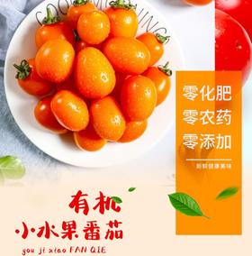 阳瑞有机水果小番茄 无农化生态有机种植 现摘现发【顺丰包邮】