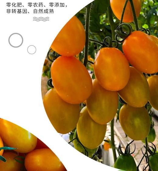 阳瑞有机水果小番茄 无农化生态有机种植 现摘现发【顺丰包邮】 商品图1