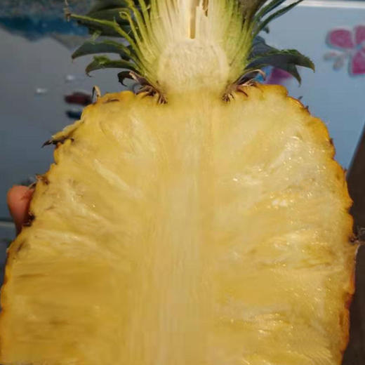 版纳凤梨  生态种植当季新鲜采摘水果 5斤装【现摘现发不接急单】 商品图3