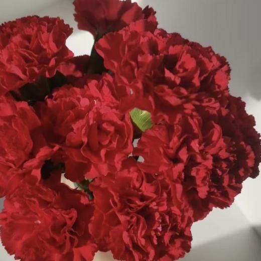 正东红 多丁康乃馨丨18+2防损 商品图1