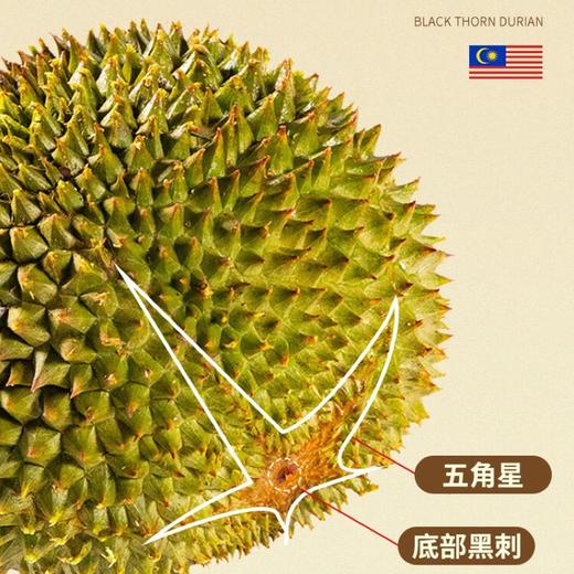 『叻油榴』马来西亚进口黑刺榴莲D200液氮冷冻整果AA级包装精美送礼推荐 商品图6