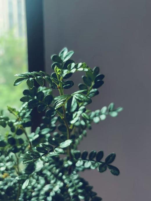 清香木丨叶材 商品图1