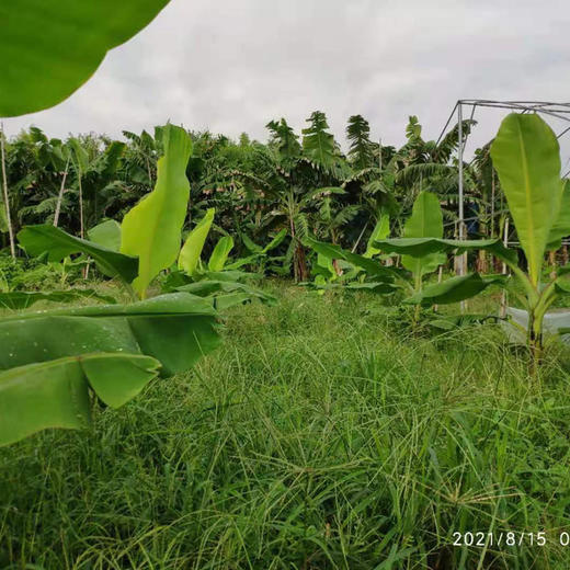 阿戴农场香蕉 生态种植甜、香、细腻、 约五斤水果 商品图5