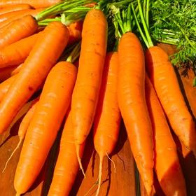 野菜夫人蔬菜有机土豆有机胡萝卜生态大白菜生菜紫甘蓝  生态有机露天种植当季新鲜蔬菜【京东包邮】