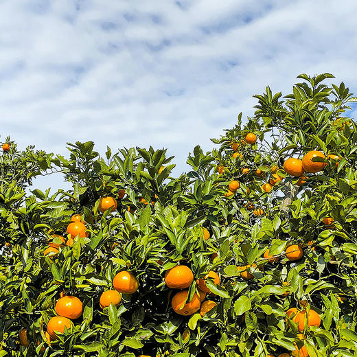 【顺丰快递】现摘洞口雪峰蜜桔 特早熟薄皮酸甜 无籽蜜桔 青皮橘子CHN 商品图1