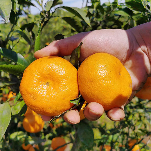 【顺丰快递】现摘洞口雪峰蜜桔 特早熟薄皮酸甜 无籽蜜桔 青皮橘子CHN 商品图0