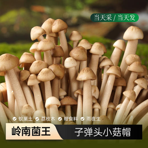 香勤有机荔枝菌 有机种植 250g/盒【顺丰快递】 商品图0