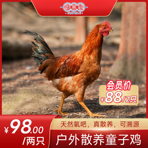 膳本季皖南山林散养【童子鸡2只装】 无抗养殖认证 SGS国际权威检测 非笼养示范基地 自然生长的慢速鸡 商品图0