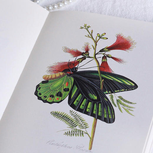 【复古艺术馆14】蝶之恋：博物画中的蝴蝶 商品图3