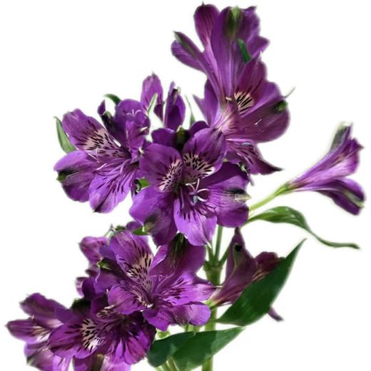 进口六初花丨紫水晶 商品图0