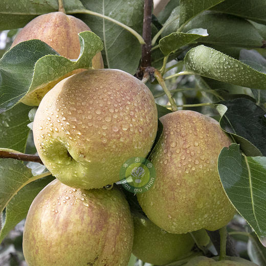 半亩园PLUS库尔勒香梨  生态种植当季新鲜水果【顺丰包邮】 商品图3