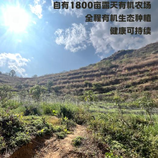 绿康源百香果黄金百香果  露天有机生态种植新鲜采摘水果【顺丰快递】 商品图3