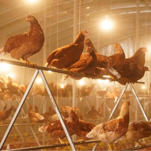 看得见放心鸡蛋30枚*1月卡 商品图2