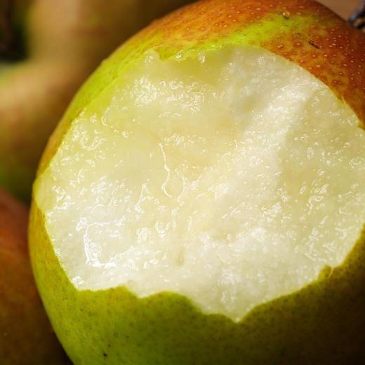 铁家果缘玉露香梨  酵素生态种植六不用种植当季新鲜采摘水果 5斤装【顺丰包邮】 商品图3