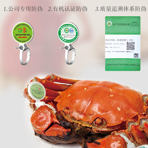 【签收后超6小时死蟹不包赔】阳澄湖牌大闸蟹蒸蒸日上 1688型兑换卡【LXKGZQ8.0】 商品图4