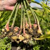 良道有机小黄姜  黑土地有机种植蔬菜3斤装【顺丰快递】 商品缩略图1