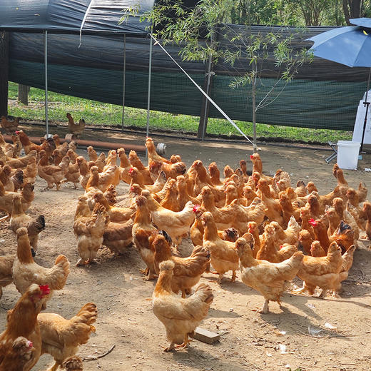 【预定12月19日现杀鲜鸡】散养黑脚大公鸡  纯粮食喂养土鸡 粮食鸡 肉质鲜嫩 适合炒炖 可整鸡可切块 商品图4