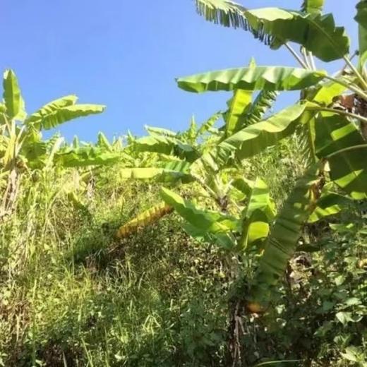 柠檬君芭蕉 生态种植水果 香甜糯 约4.8斤【顺丰快递】 商品图2