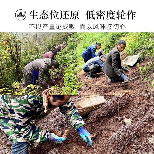新鲜天麻云南昭通非干货深山野外生长可泡酒煲汤送礼顺丰包邮 商品图2