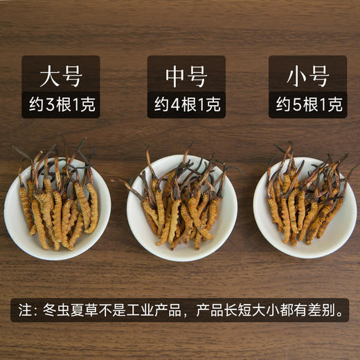 万物本草甄选 纯野生鲜晒高原冬虫夏草 自然晾晒不熏硫 纯野生冬虫夏草 商品图4
