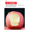 洛川富士苹果4.5kg 商品缩略图1