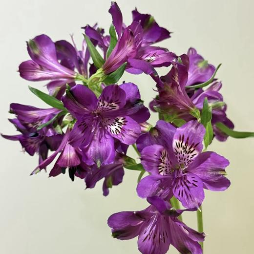 进口六初花丨紫水晶 商品图2