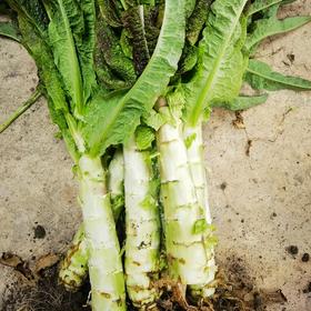 良道有机青笋 黑土地有机种植蔬菜5斤 【顺丰空运】