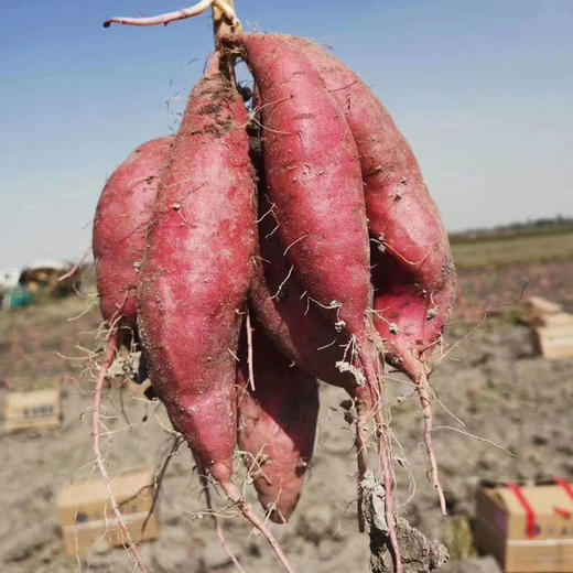 新疆天山蜜薯 小香薯  当季蔬菜 商品图6