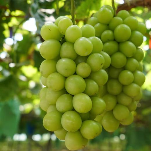 汝蓝有机阳光玫瑰葡萄 有机种植新鲜采摘水果2斤装/3斤装【京东快递】 商品图2