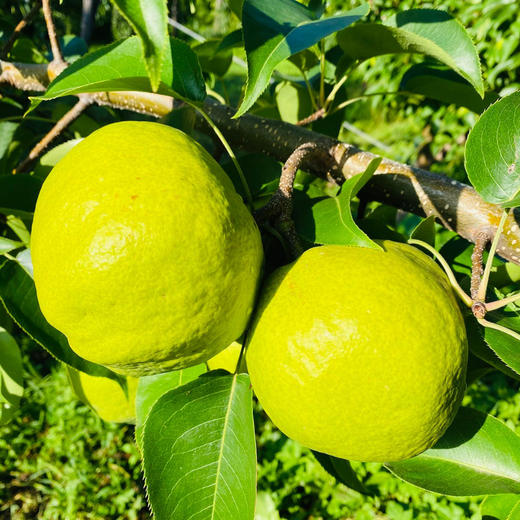 【云南蜂糖梨】顺丰到家 翠绿诱人 果香浓郁 清甜爽口 汁水四溢 4种规格任选 商品图3