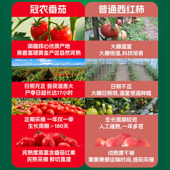 冠农股份新疆NFC原榨番茄汁饮料 纯果汁0添加蔗糖西红柿果蔬汁310ml*12罐 /水饮冲调 /饮料 /果蔬汁/饮料 商品图3
