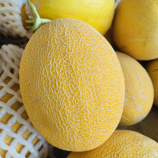 黄金蜜瓜 约1.3kg/个 商品图0