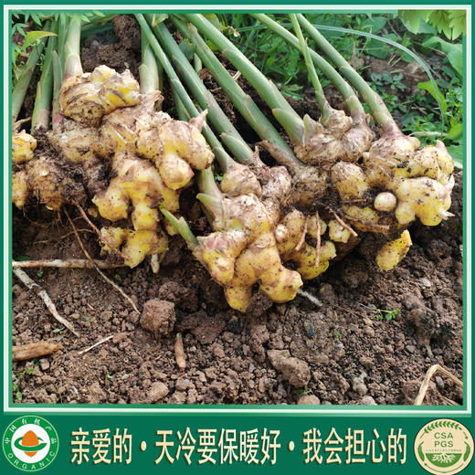 云南梓盟有机云小姜小黄姜  有机种植生态六不用种植新鲜蔬菜【顺丰/京东快递】 商品图0