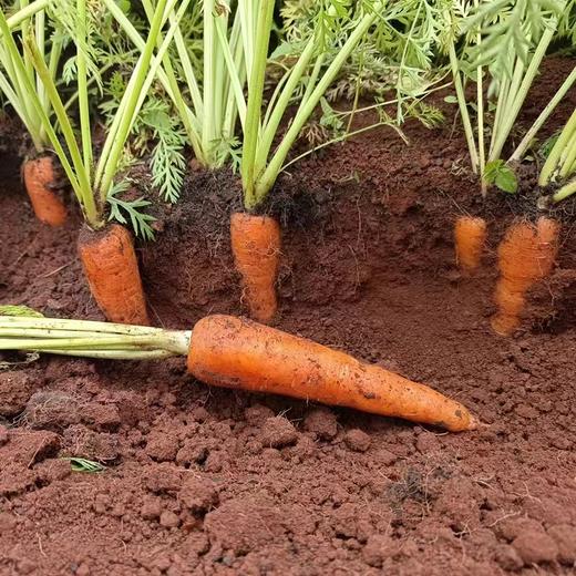 云南梓盟有机甜菜根 有机六无标准应季蔬菜组合【顺丰/京东快递】 商品图1