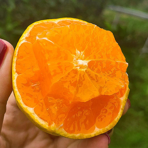 【顺丰快递】现摘洞口雪峰蜜桔 特早熟薄皮酸甜 无籽蜜桔 青皮橘子CHN 商品图4