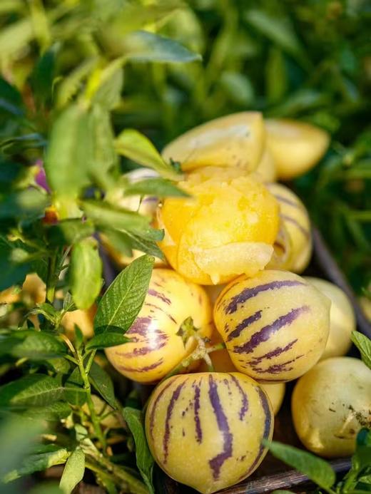 石林路花村树熟人参果|山人优选，坚持只做树上熟，一口咬回阳光的味道！ 商品图1