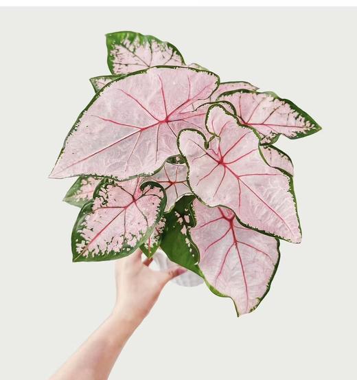 粉色飞溅丨叶材 商品图2