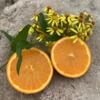 林权橙橙子九月红橙子  生态种植当季新鲜水果大小混装 约9.5斤【京东快递】 商品缩略图2