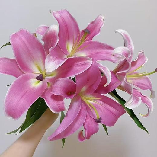 香水百合丨普拉芬多两头 商品图0