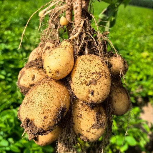 野菜夫人蔬菜有机土豆有机胡萝卜生态大白菜生菜紫甘蓝  生态有机露天种植当季新鲜蔬菜【京东包邮】 商品图4