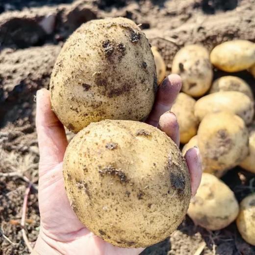 野菜夫人蔬菜有机土豆有机胡萝卜生态大白菜生菜紫甘蓝  生态有机露天种植当季新鲜蔬菜【京东包邮】 商品图3