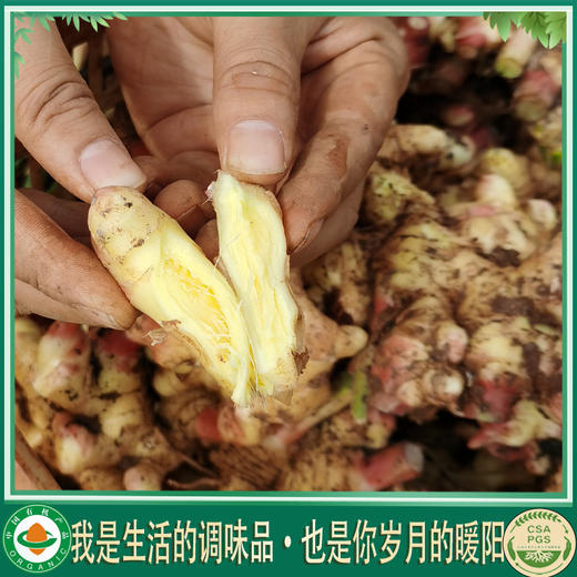 云南梓盟有机云小姜小黄姜  有机种植生态六不用种植新鲜蔬菜【顺丰/京东快递】 商品图3