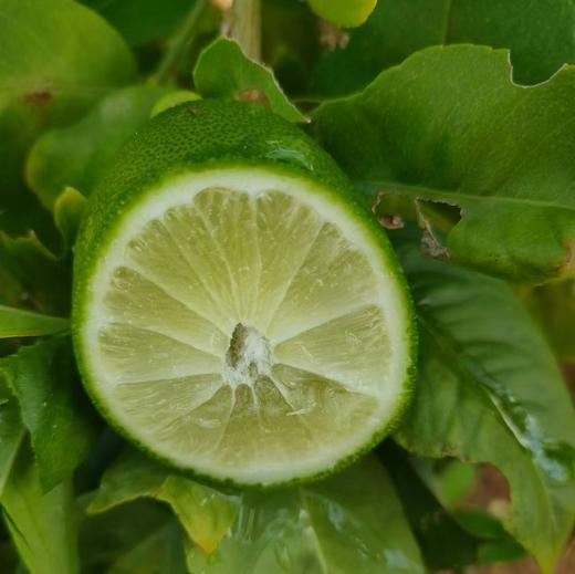 谷风有机香水柠檬  云南红河有机种植当季新鲜采摘水果3斤/5斤装 商品图3