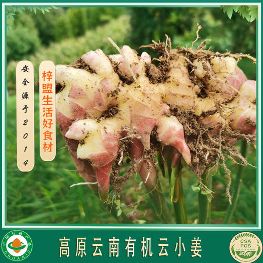 云南梓盟有机云小姜小黄姜  有机种植生态六不用种植新鲜蔬菜【顺丰/京东快递】 商品图5