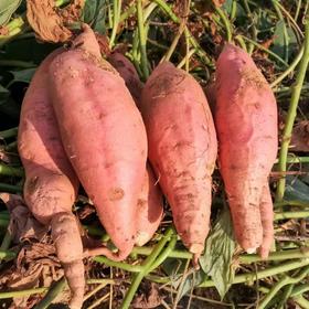 果果家白心蜜薯黄心蜜薯 酵素农耕种植红薯蔬菜 5斤装